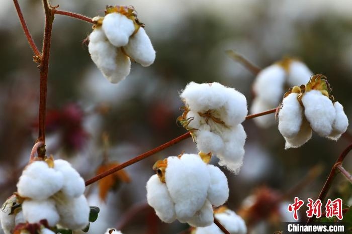 朵朵棉花吐絮盛開?！⑵G敏 攝