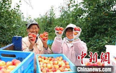 圖為興安盟沙果迎豐收?！】朴仪捌煳麄鞑抗﹫D