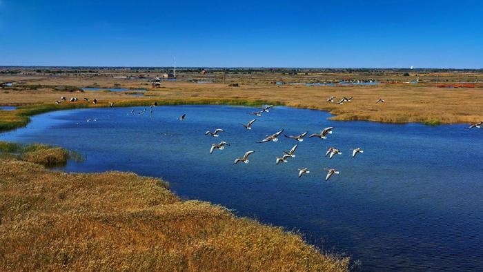 △黃河三角洲擁有天然蘆葦270平方公里，是東北亞內(nèi)陸和環(huán)西太平洋鳥類遷徙重要的“中轉(zhuǎn)站”、越冬地和繁殖地。(總臺央視記者李煒、程鋮拍攝)