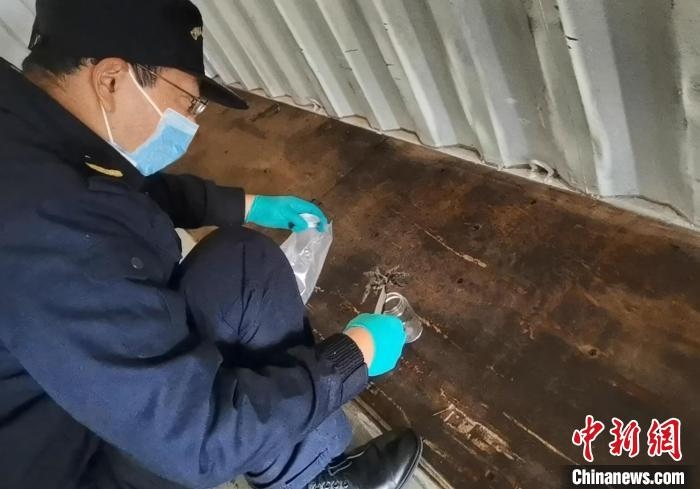 張家港海關(guān)工作人員截獲捕鳥蛛?！⊥踅〕?攝