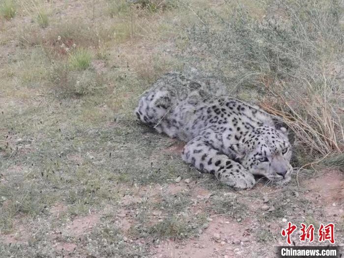 圖為在四子王旗發(fā)現(xiàn)的雪豹(資料圖)?！∷淖油跗炀焦﹫D