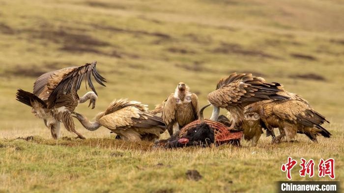 圖為作品《聚會》?！℃夭疾夭爬?攝