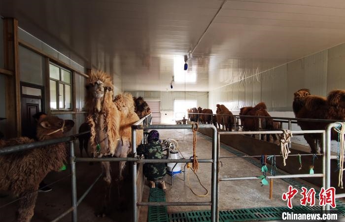 圖為共人正在給駱駝擠奶。　王長梅 攝