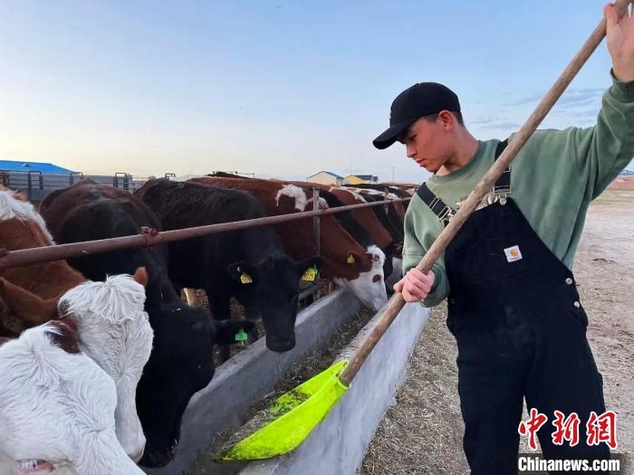 圖為敖木希勒在喂牛?！“侥鞠＠展﹫D