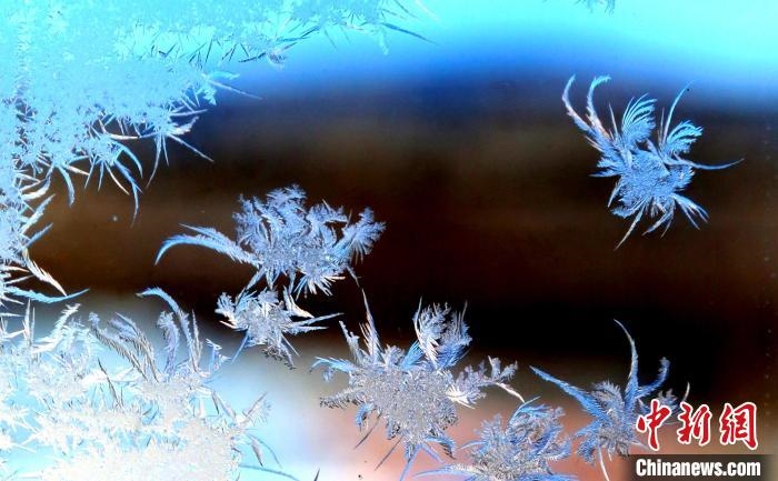 玉樹瓊枝盈滿窗。　孫書程 攝