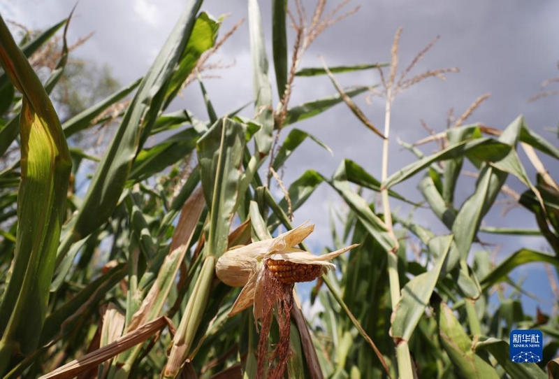 1661395269988483.jpg 1128940787_16612978110031n_副本.jpg