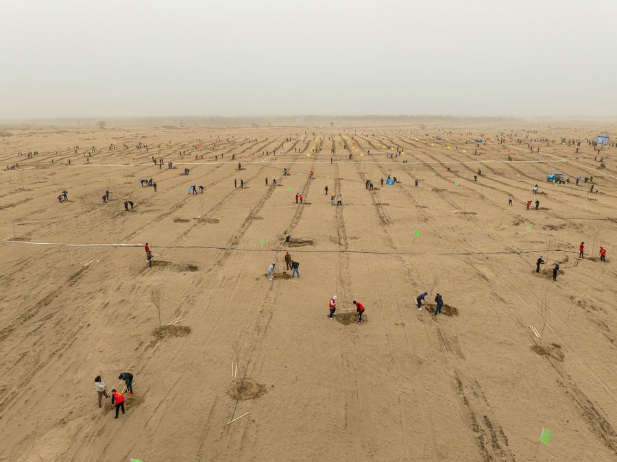 在高力板鎮(zhèn)花道卜和沙木嘎嘎查治理區(qū)，廣大干部群眾手植新綠，播種希望 （攝影：包寶音德力格爾）.JPG