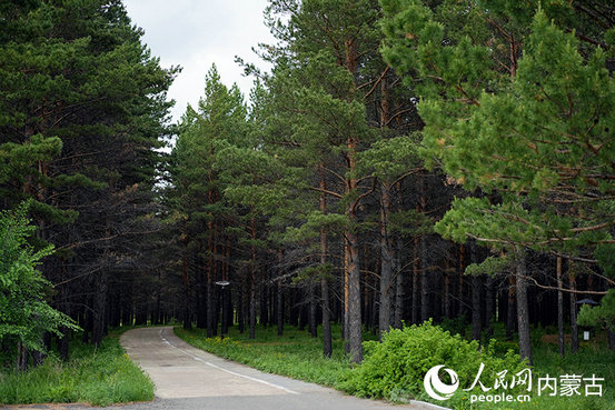 1752799996114916.jpg 松子4.jpg