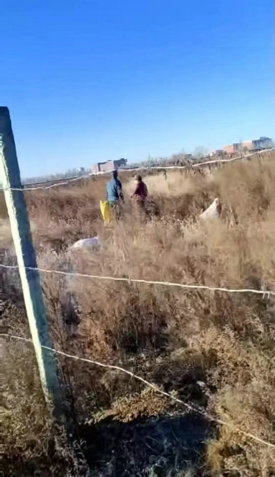 1763105436957887.jpg 葵花3.jpg