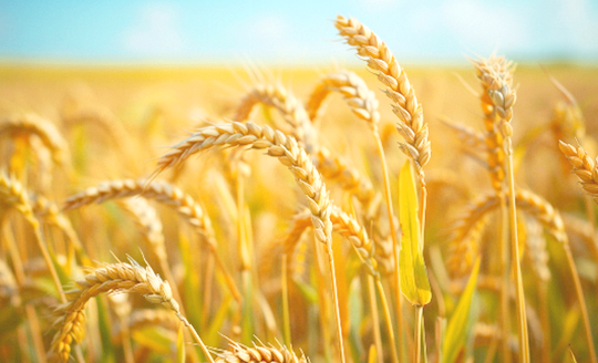 1765529211780166.png 糧食1.png