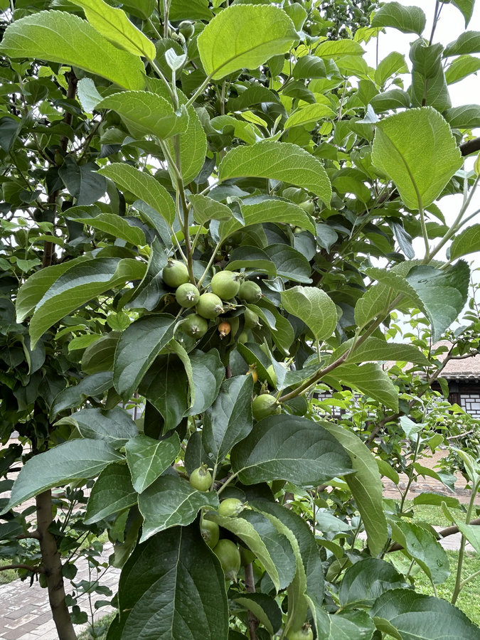 1774248642283106.jpg 微信圖片_20240617160409.jpg