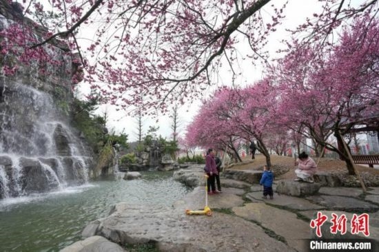 2月23日，市民在乾藝梅園景區(qū)觀賞綻放的梅花。陳興輝 攝