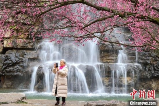 2月23日，市民在乾藝梅園景區(qū)拍攝綻放的梅花。瞿宏倫 攝