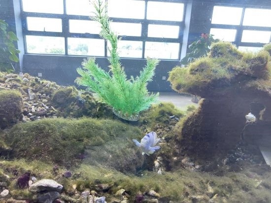 圖為寶鋼湛江鋼鐵水控中心，觀賞海魚(yú)在鋼渣漁礁里游動(dòng)