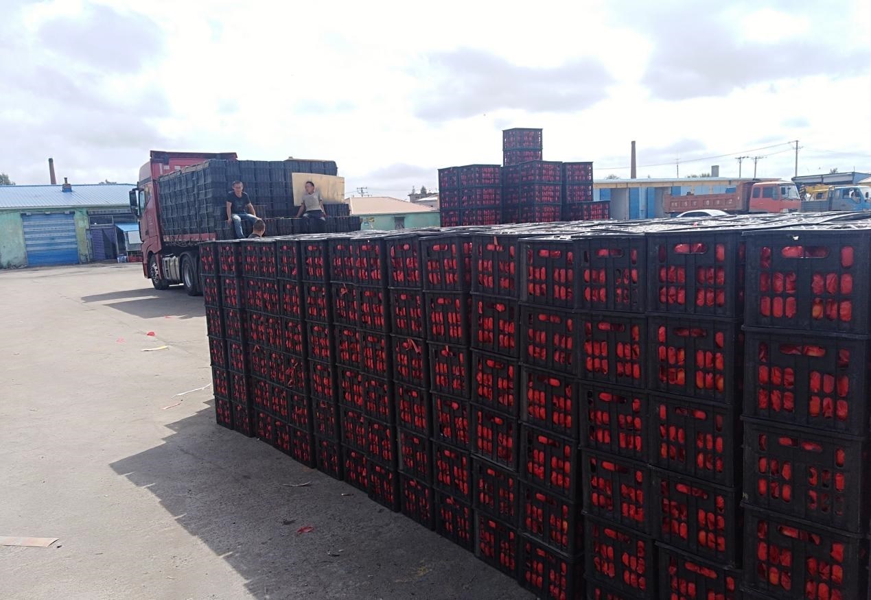 　　外銷的蔬菜在市場(chǎng)等待拉運(yùn)。受訪者供圖