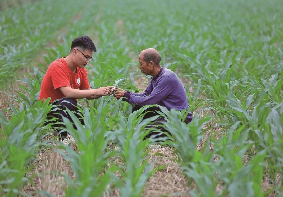 △科技小院的學(xué)生在給村民講解玉米種植知識(shí)。