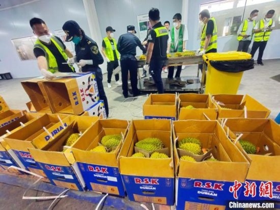 圖為海關(guān)關(guān)員對進(jìn)口榴蓮進(jìn)行查驗。黃艷梅 攝
