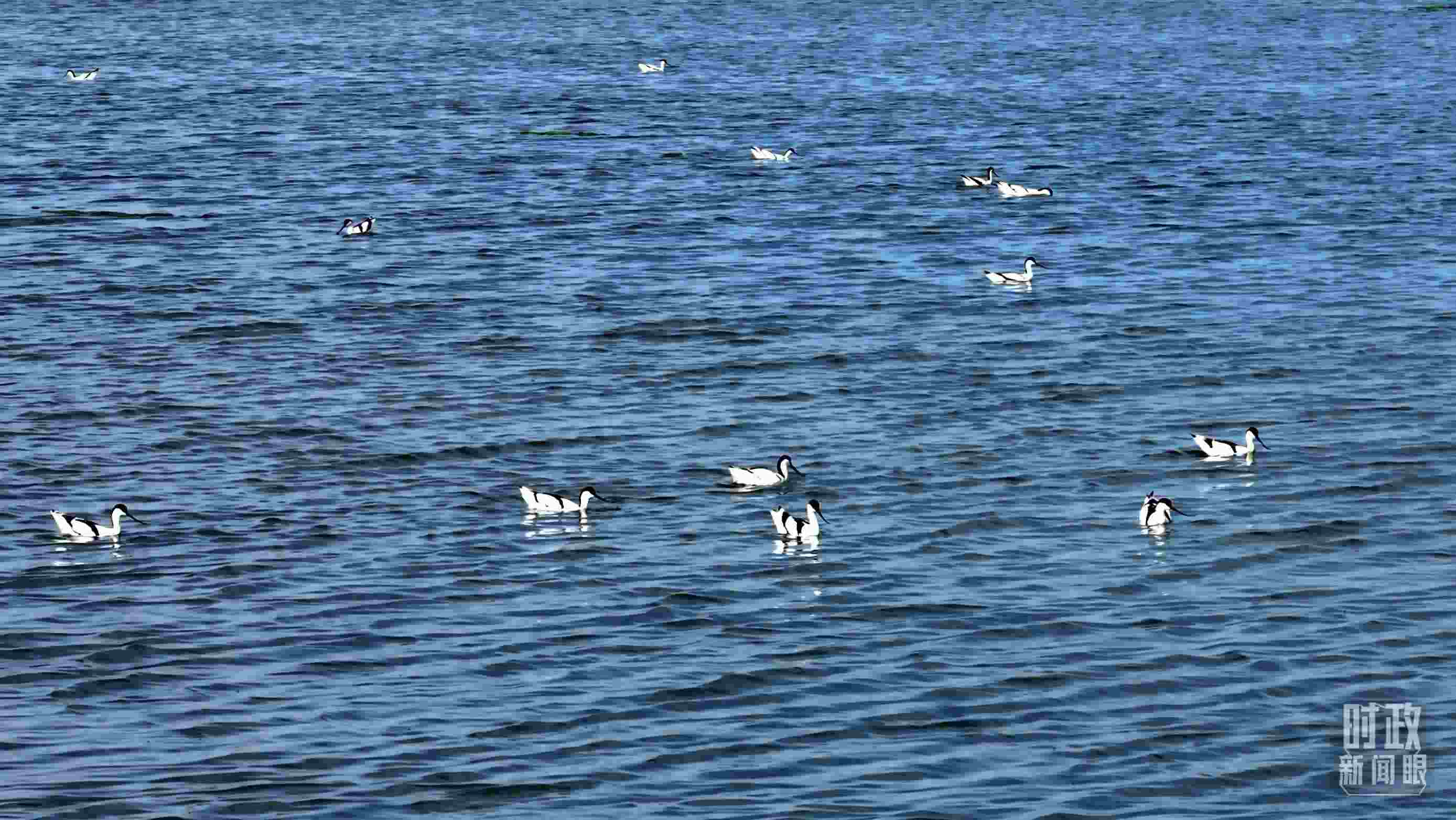 △鹽湖棲息的鳥類。（總臺記者裴大偉、康曉宇拍攝）