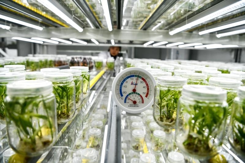 工作人員在貴陽市開陽縣南江蔬菜良種繁育中心的組培中心查看姜苗生長情況（2023年5月23日攝）。新華社記者 楊文斌 攝