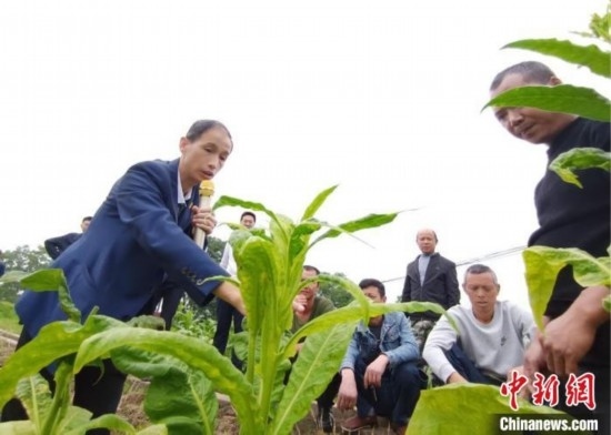 “鄉(xiāng)村學堂”田間現(xiàn)場教學。(資料圖) 唐濤華 攝