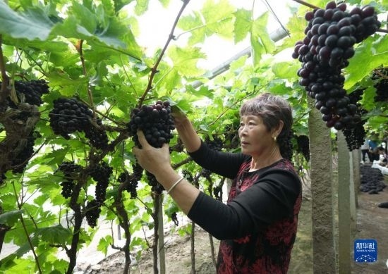 5月26日，唐山市海港經(jīng)濟(jì)開發(fā)區(qū)王灘鎮(zhèn)趙灘村農(nóng)民在大棚內(nèi)采摘葡萄。