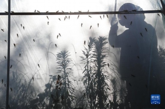 6月21日，山東省樂陵市西段鄉(xiāng)岔河村東亞飛蝗養(yǎng)殖基地的養(yǎng)殖戶在大棚內(nèi)忙碌。新華社記者 范長國 攝