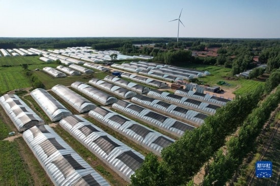 這是6月21日在山東省樂陵市西段鄉(xiāng)岔河村拍攝的東亞飛蝗養(yǎng)殖基地（無人機照片）。新華社記者 范長國 攝