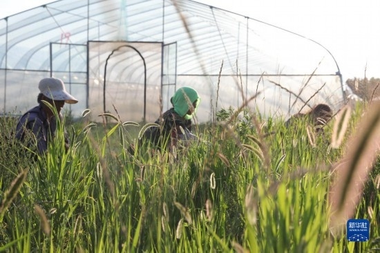 6月21日，山東省樂陵市西段鄉(xiāng)岔河村東亞飛蝗養(yǎng)殖基地的螞蚱養(yǎng)殖戶在割草。新華社記者 范長國 攝