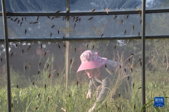 6月21日，山東省樂陵市西段鄉(xiāng)岔河村東亞飛蝗養(yǎng)殖基地的螞蚱養(yǎng)殖戶在割草。新華社記者 范長國 攝