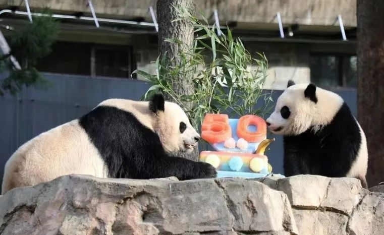 2022年，美國國家動(dòng)物園舉辦活動(dòng)慶祝大熊貓抵美50周年，園方為大熊貓“美香”“添添”和“小奇跡”一家三口準(zhǔn)備了有“50”字樣的冰凍水果蛋糕。（圖片來源：雅安市廣播電視臺(tái)）
