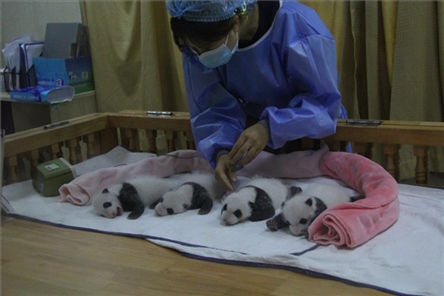 成都大熊貓繁育研究基地成立于1987年，先后攻克了大熊貓人工飼養(yǎng)與管理、繁殖與育幼、疾病防控與種群遺傳管理等關(guān)鍵技術(shù)難題，建成全球最大的大熊貓人工繁育遷地保護(hù)種群，數(shù)量達(dá)230余只。（圖片來源：成都大熊貓繁育研究基地網(wǎng)站）