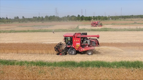 后仙莊聯(lián)合收割機(jī)緊鑼密鼓的收割麥子