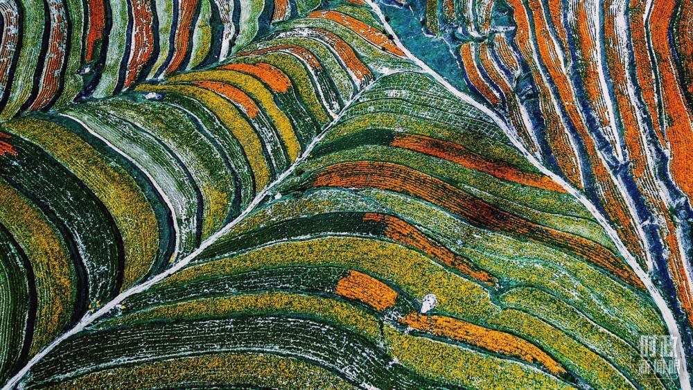 寧夏彭陽(yáng)縣。萬(wàn)壽菊與格桑花盛開(kāi)在錯(cuò)落的山間梯田上。（總臺(tái)國(guó)廣記者李晉拍攝）