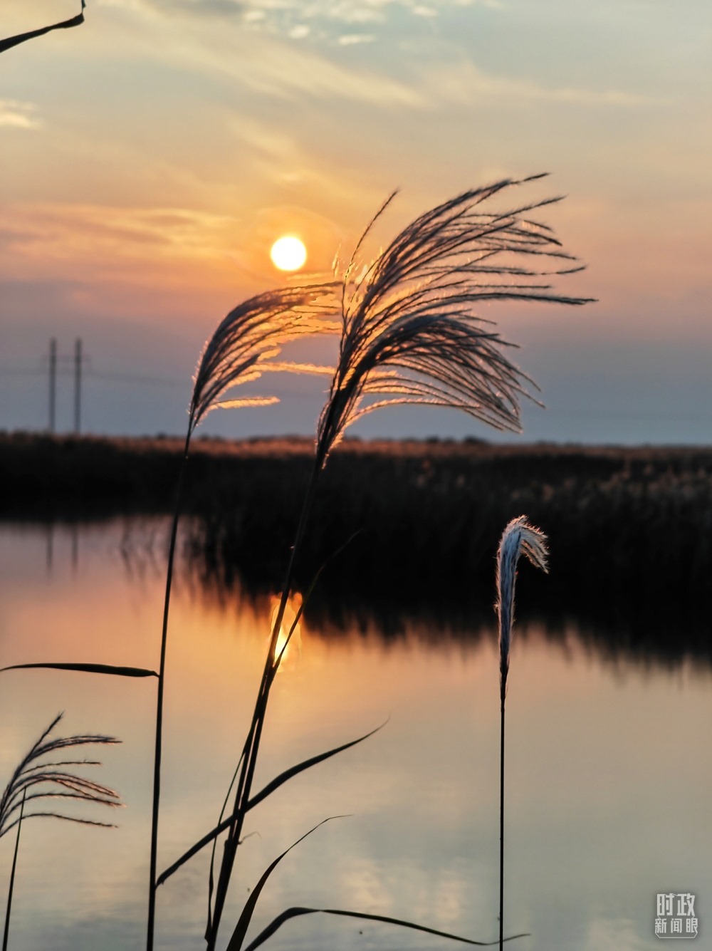 2021年10月，習(xí)近平赴山東東營(yíng)考察黃河入?？凇｜S河三角洲濕地，蘆葦飄蕩。（總臺(tái)央視記者彭漢明拍攝）