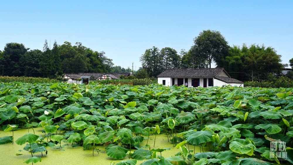 四川眉山，永豐村荷塘。2022年6月，習(xí)近平曾到此調(diào)研鄉(xiāng)村振興情況。（總臺(tái)央廣記者潘毅拍攝）