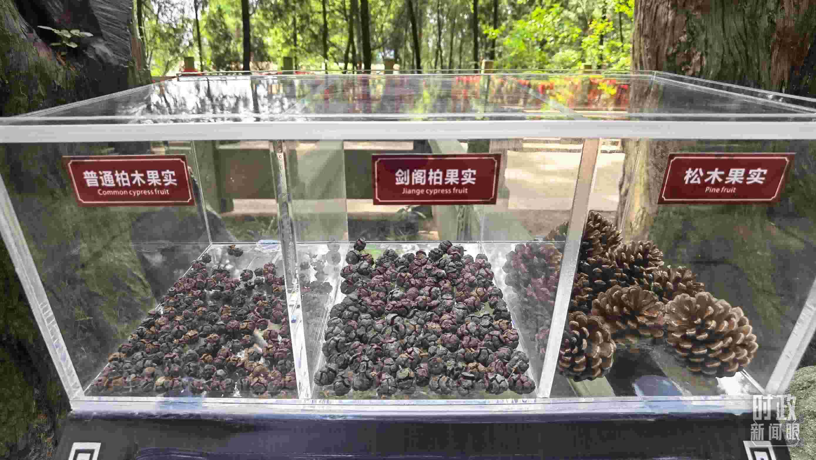 △翠云廊古蜀道，現(xiàn)場陳列的柏木和松木果實。（總臺央視記者石丞拍攝）