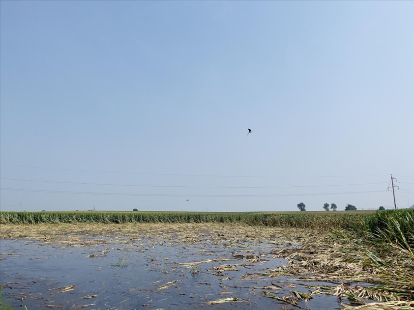 積水嚴(yán)重區(qū)域有鳥兒來覓食(中國之聲記者江曉晨 攝)
