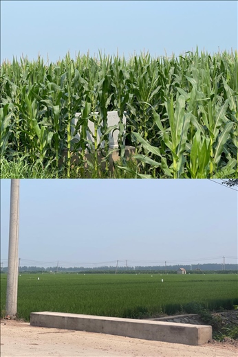 玉米和水稻正常情況下該有的長勢(中國之聲記者江曉晨 攝)