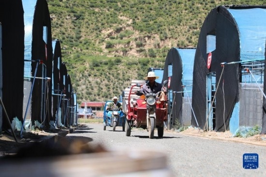 7月29日，農(nóng)戶在卓尼縣納浪鎮(zhèn)納浪村黑木耳種植基地勞作。