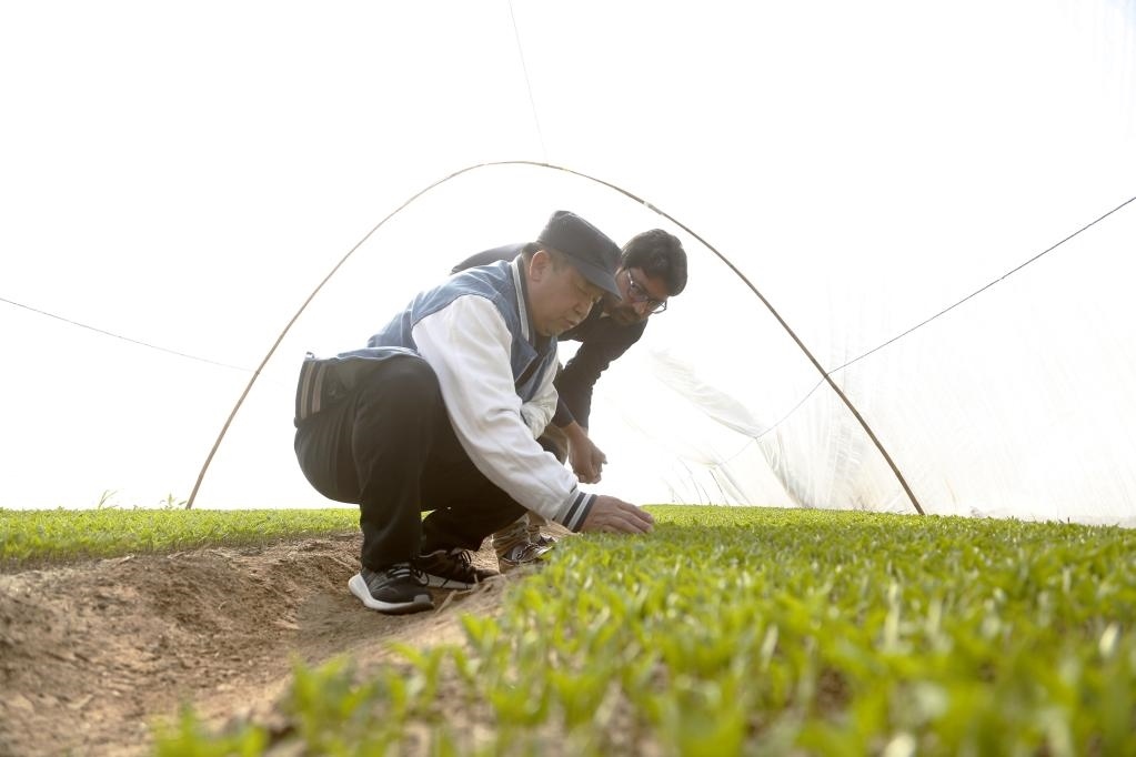 巴基斯坦旁遮普省木爾坦的中巴辣椒訂單種植項目辣椒育苗大棚內(nèi)，中國農(nóng)業(yè)專家?guī)ьI(lǐng)巴基斯坦技術(shù)員查看辣椒秧苗生長情況。