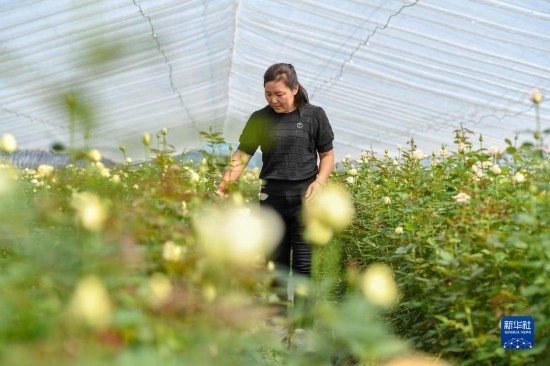 8月17日，吉林省德惠市朱城子鎮(zhèn)沿河村程雪家庭農(nóng)場(chǎng)的負(fù)責(zé)人楊雪在查看玫瑰花長(zhǎng)勢(shì)。新華社記者 張楠 攝