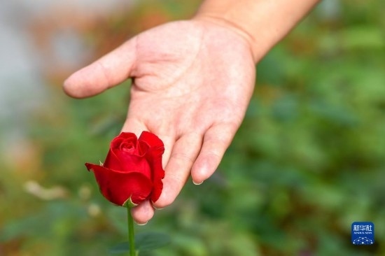 8月17日，吉林省德惠市朱城子鎮(zhèn)沿河村程雪家庭農(nóng)場(chǎng)的負(fù)責(zé)人楊雪在查看玫瑰花長(zhǎng)勢(shì)。新華社記者 張楠 攝