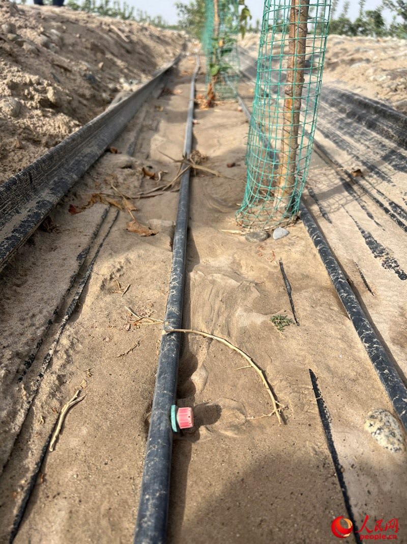 水肥一體化滴灌技術(shù)，可極大節(jié)約用水量。人民網(wǎng)記者 常雪梅攝