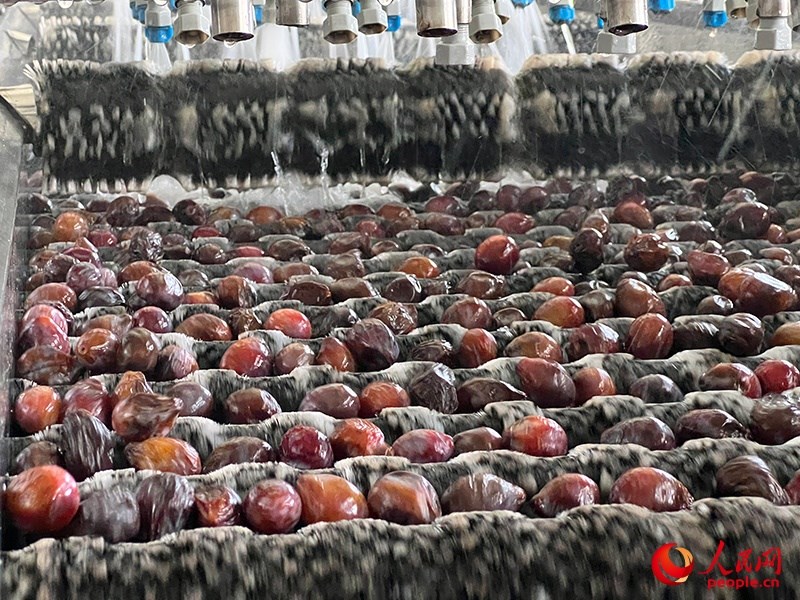 清洗西梅。人民網(wǎng)記者 常雪梅攝