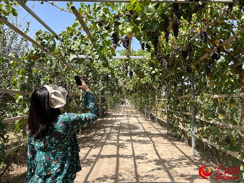 新疆閩龍達干果產(chǎn)業(yè)有限公司內(nèi)種植的葡萄。人民網(wǎng)記者 常雪梅攝
