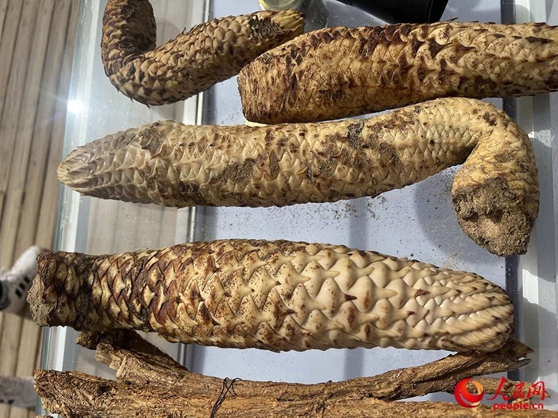 林下經(jīng)濟(jì)作物肉蓯蓉。人民網(wǎng)記者 常雪梅攝