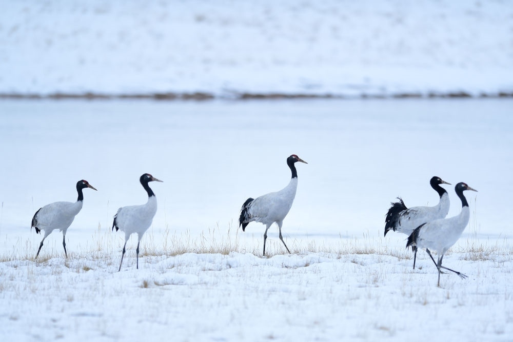 2021年10月21日在三江源國(guó)家公園黃河源園區(qū)內(nèi)拍攝的黑頸鶴。新華社記者 張龍 攝