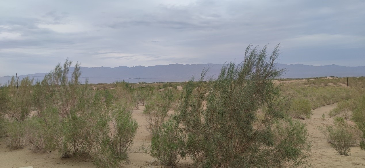 曾經(jīng)的荒漠現(xiàn)已被大面積梭梭林覆蓋。張璐璐 攝