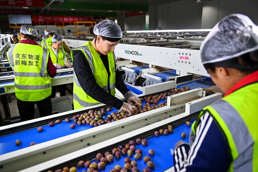 在新疆伽師縣粵伽新梅產(chǎn)業(yè)園內(nèi)的京東物流新疆智能供應(yīng)鏈中心，員工在智能分揀線檢查分選好的新梅（2023年8月30日攝）。新華社記者 丁磊 攝
