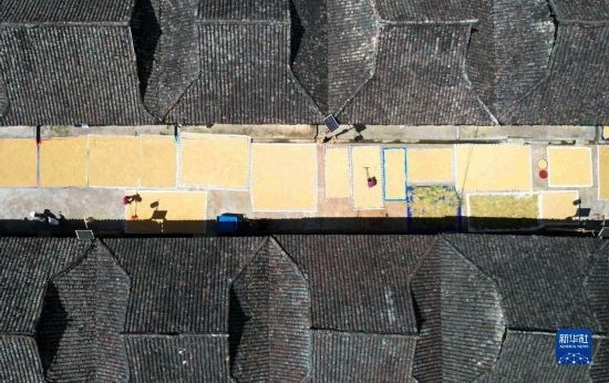 9月16日，在貴州省黔東南苗族侗族自治州從江縣加勉鄉(xiāng)污扣村，村民在晾曬稻谷（無人機照片）。